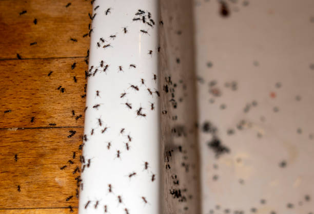 Best Wasp Removal Services  in Avila Beach, CA