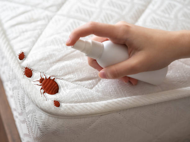 Best Best Pest Control Companies  in Avila Beach, CA